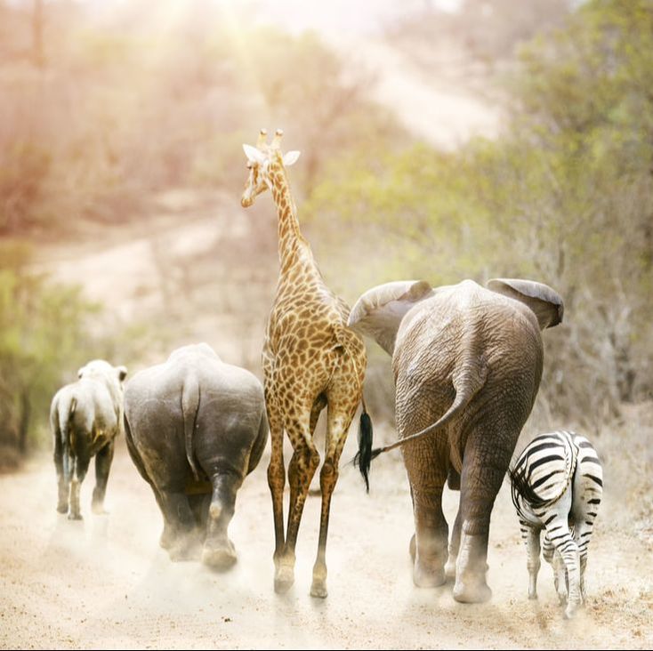 African safari animals