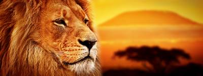 Lion portrait on savanna landscape background and Mount Kilimanjaro at sunset